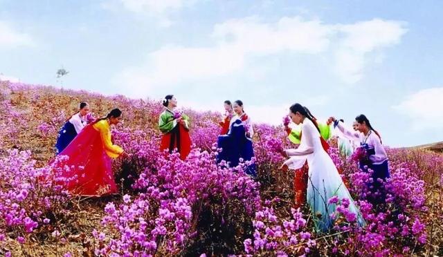 朝鲜国花，朝鲜国花的寓意？