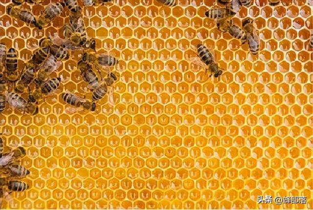 蜜蜂冬眠吗，蜜蜂冬季休眠的原因？