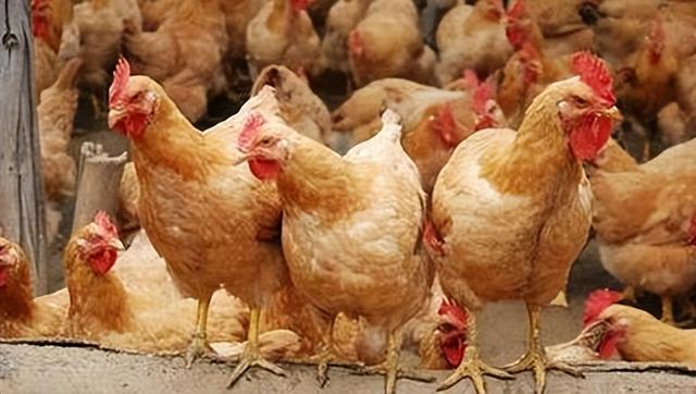 鸡一天吃多少饲料，鸡饲料摄入量？