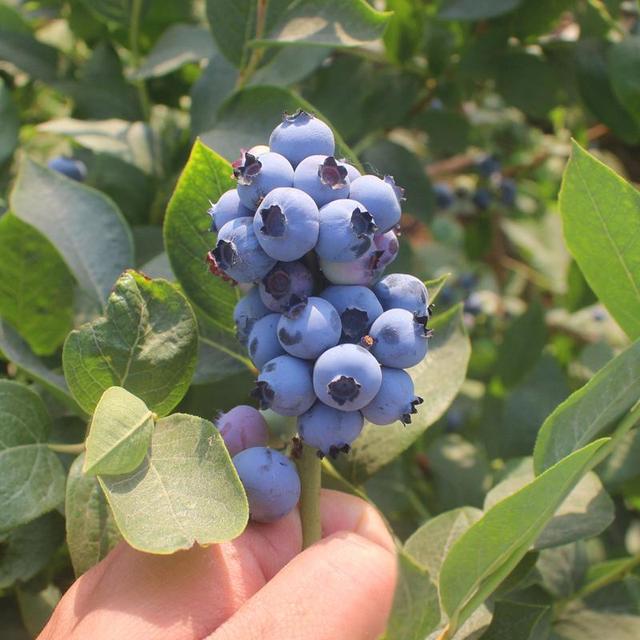 蓝莓一年结几次果分别在哪个月，蓝莓果实结实时间？