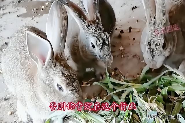 养殖兔子前景怎么样，养殖兔子的发展前景如何？