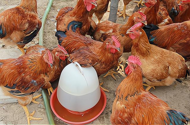 鸡一天吃多少饲料，鸡饲料摄入量？
