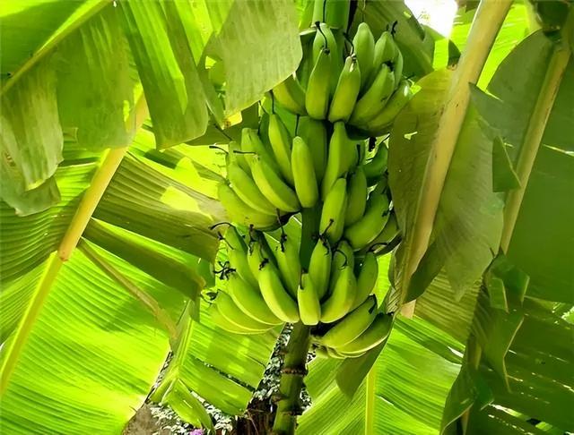 香蕉一年收获几次，香蕉生长周期？