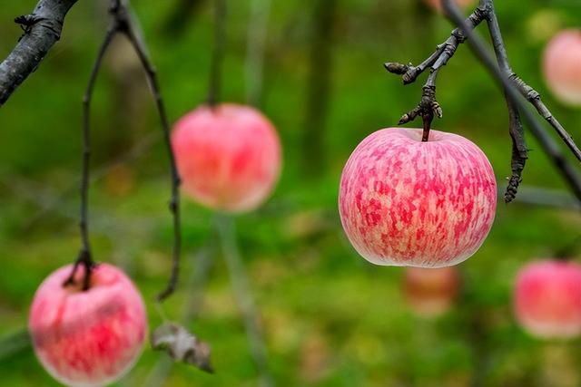 美八苹果品种的特点，美八苹果品种的栽培技巧？