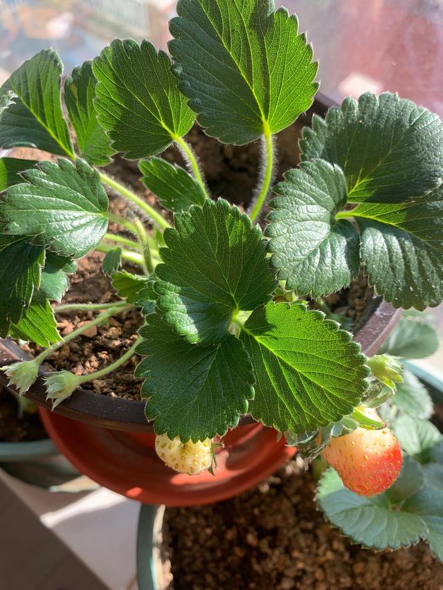 四季草莓苗一年四季都结果吗，四季草莓苗结果时间？